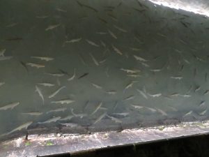 Balıklıgöl – the sacred fish pond