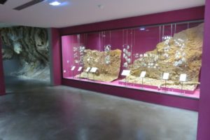 musée d'angoulême vitrin and wall prehistory
