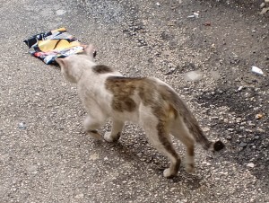 street cat in adana